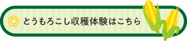 とうもろこし収穫体験